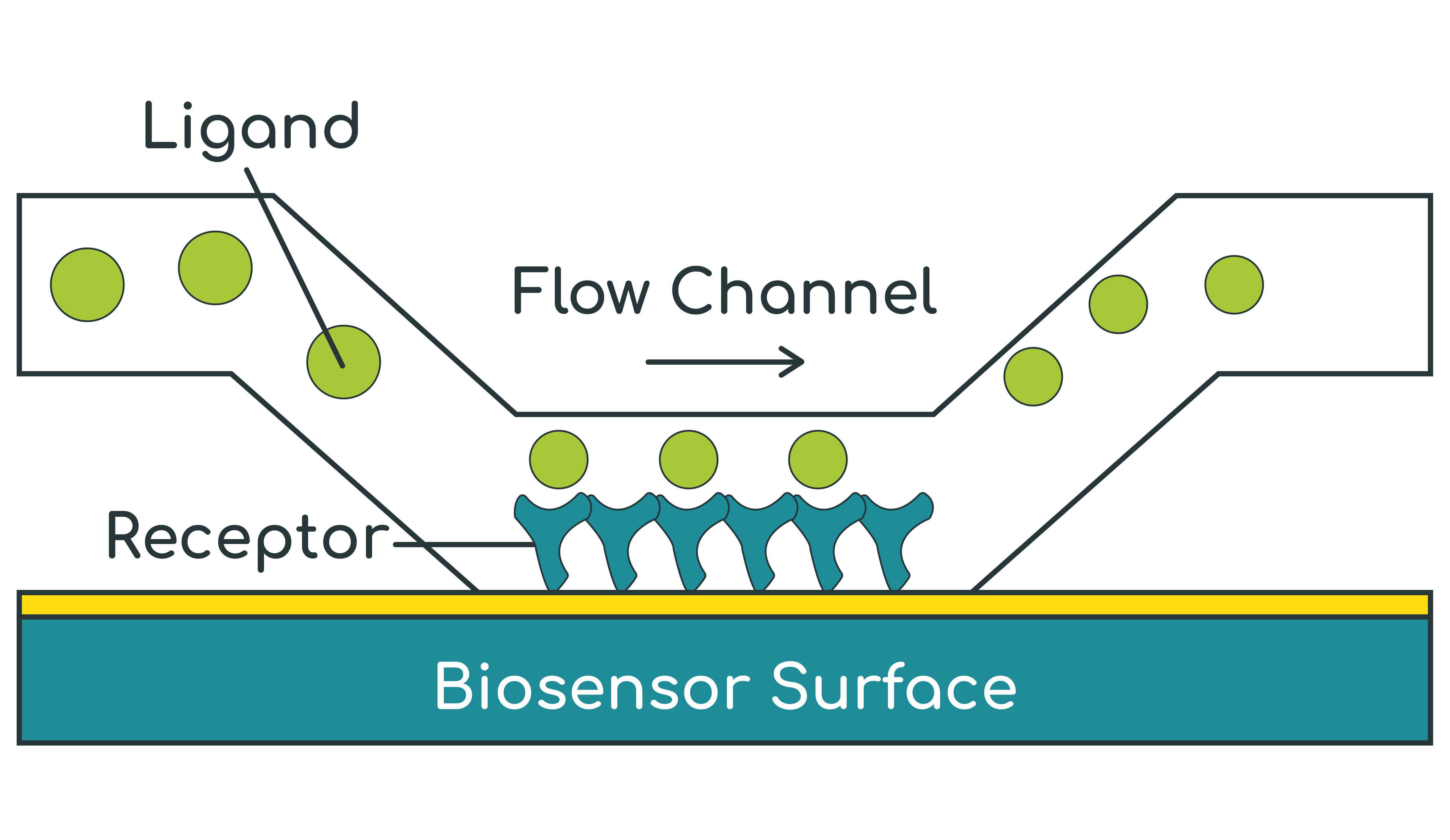SPR (Biacore) Assay | Gifford Bioscience